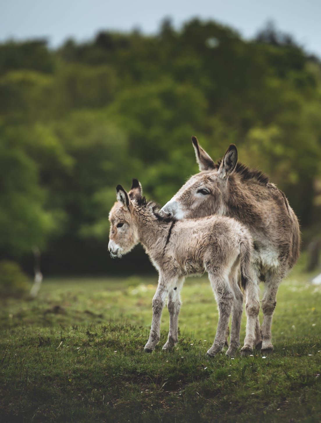 Donkeys In The New Forest